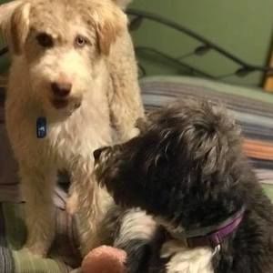 Meet your Posher, Vettey